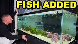 OVER 30 FISH ADDED to the saltwater algae AQUARIUM!   The king of DIY