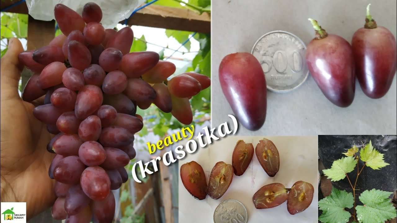Обзор винограда сорта Красотка: урожай всего за 3 месяца — Западная Суматра — производители виног...
