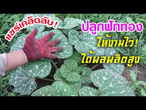 วีดีโอ: ฟักทองที่กำลังเติบโต - อย่างไรและเมื่อไหร่ที่จะปลูกเมล็ดฟักทอง