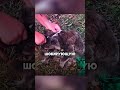 Мужчина спас коалу, но финал расторгает 😱