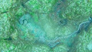 Tiger Snake Eel (Myrichthys xysturus) foraging for food.