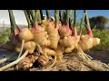 やっぱり米ぬかで育てた野菜は凄かった！25/11/14