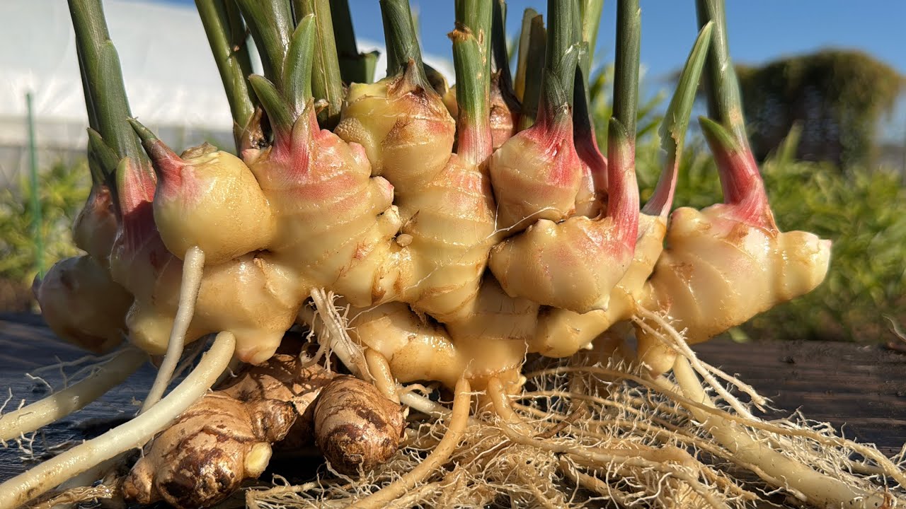 やっぱり米ぬかで育てた野菜は凄かった！25/11/14