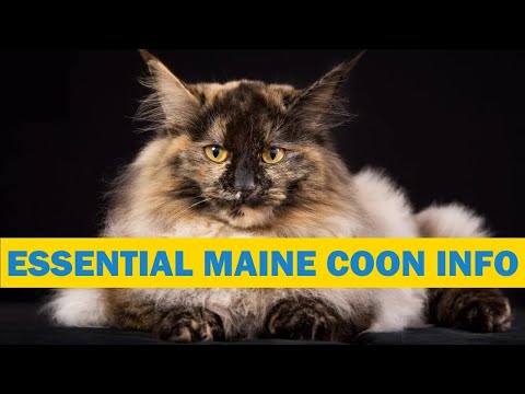 Video: Maine Coon Cats: Masalah Kesihatan Pemilik Perlu Tahu Mengenai