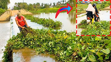 Massive Clogged!!! Removal Plants Clogged On Dam Drain Water To Make It Easier To Travel Through