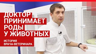 Челябинский ветеринар проводит сложнейшие операции животным | 74.RU