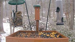 Morning feed: Jan 24, 2024  8:30AM - 9:00AM by Birdchill™ birdwatching cams 158 views 3 months ago 30 minutes