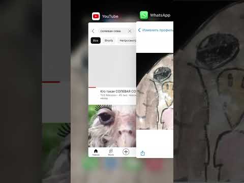 Солевая сова 🦉 - YouTube