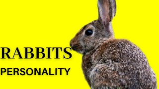 Curious Companions: Exploring the Enigmatic World of Rabbits