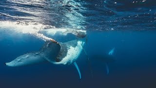 Swimming with humpback whales in Tonga