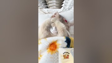 Cutepets-p26-kiến thức nuoio pet #pets #meo #kienthuc #shorts