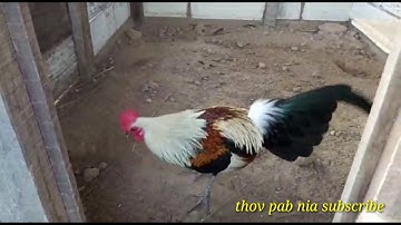 Qaib qus seb qua zoo thiab zoo nraug heev