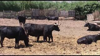 Visita Ganaderia Antonio Fernandez de Mendavia (Navarra) 28-06-2015