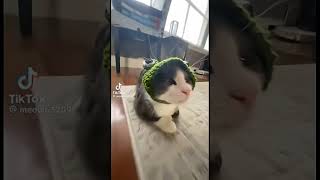 Download Lagu Catwifmask 🐱 - Popipo Popipo Viral TikTok 🎵😸 | #catshorts  #marius #popipopi #popi MP3