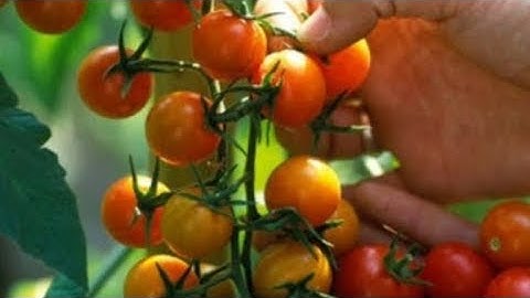 Cara Perawatan Tomat Cherry Dalam Pot Agar Berbuah Lebat