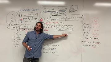 Informal Commands I Tú Commands I Stoked on Spanish