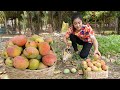 Ripe Apple mango is so sweet / Have you seen apple mango at your place?