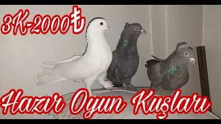 Hazır Uçan Oynayan Oyun Kuşlari