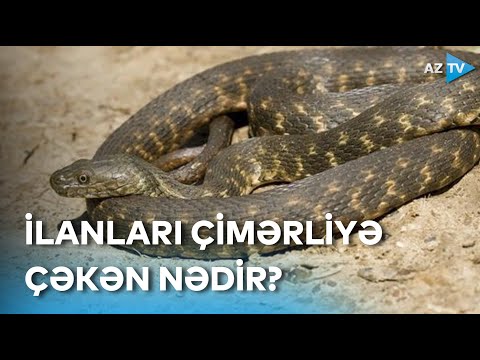 Video: Salıcı ilanlar təhlükəlidirmi?