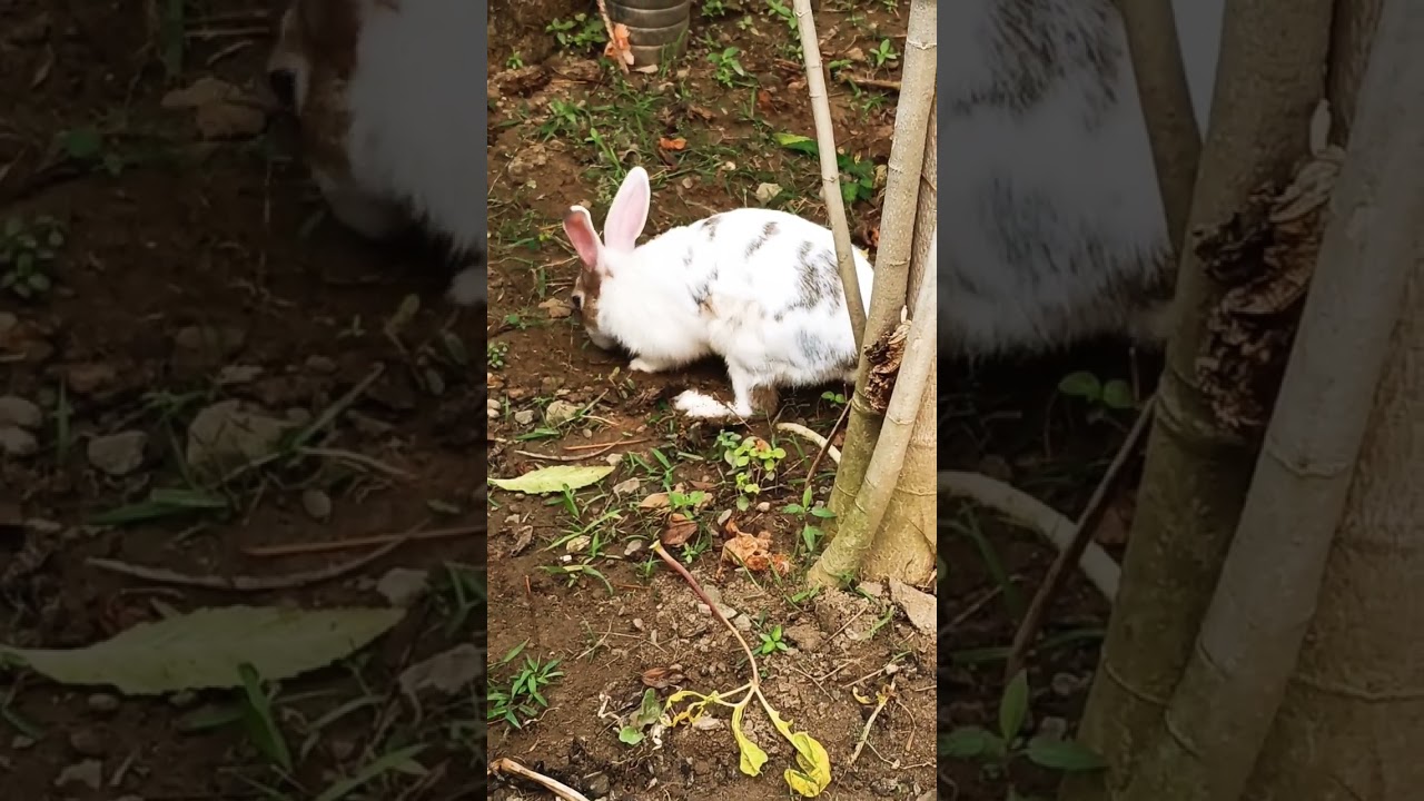 Bunny 🐰 is just Digging the soil to make his new NEST