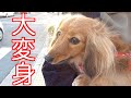 【テディベア】想像以上にモコモコした元保護犬の愛犬が可愛すぎた【カニンヘンダックスえびすの日常】