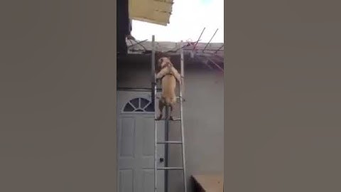 Un cane molto intelligente