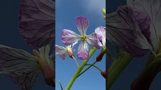 Bunt auf den Feldern und Wiesen #shorts #natur #blumen