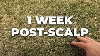 What Should Your Lawn Look Like AFTER Scalping? | 1 Week Post-Scalp