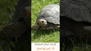 كم عدد اسنان السلحفاة