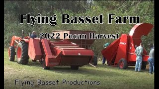 Flying Basset Farm Pecan Harvest