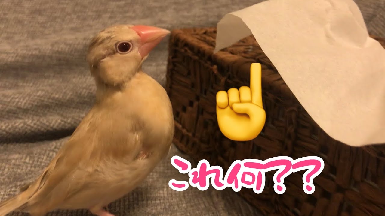 色んなものが気になる 好奇心旺盛な文鳥こむぎ 癒し動物 面白い動物 Java Sparrow Youtube