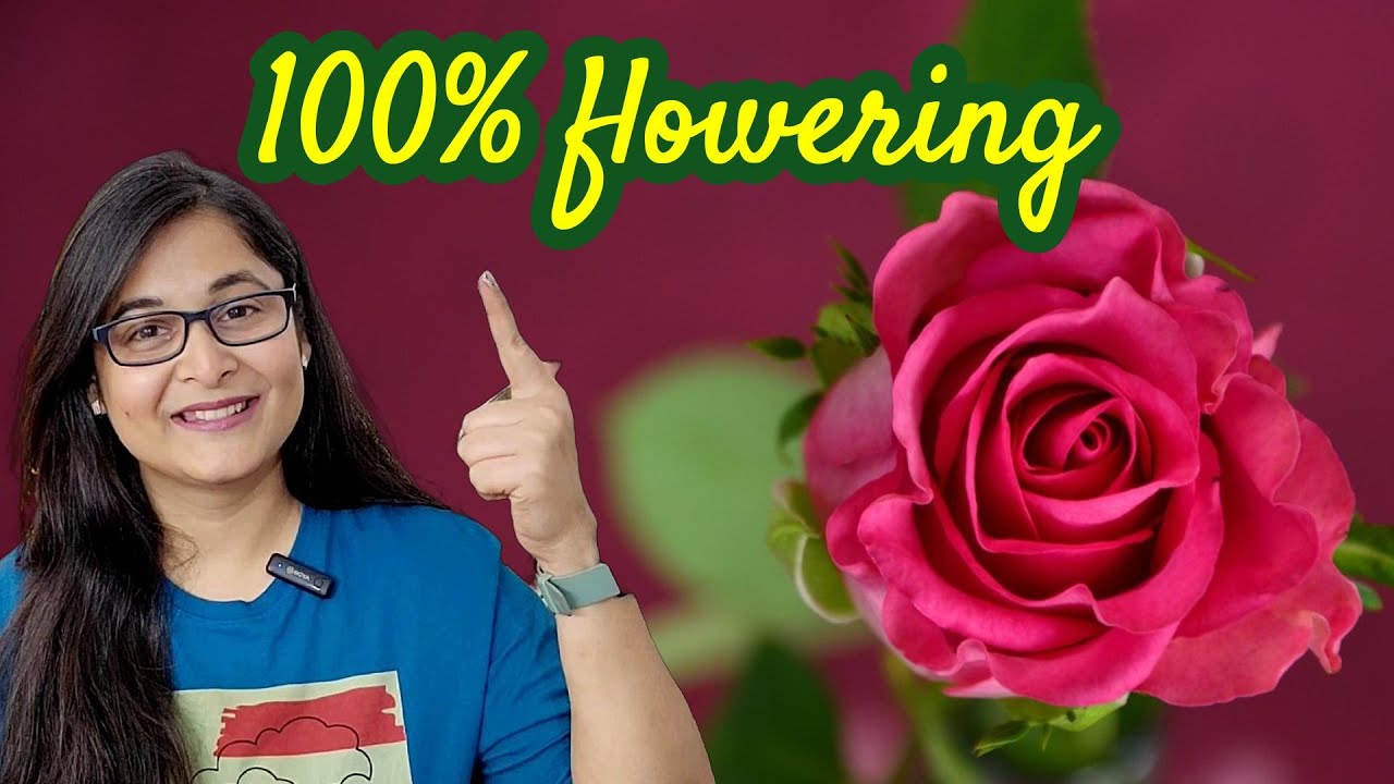 🔴ROSE PLANT PROBLEMS SOLUTION गुलाब /DIEBACK PROBLEM/LEAF CURL/HARD ROOT PRUNING/  #rose #gulab