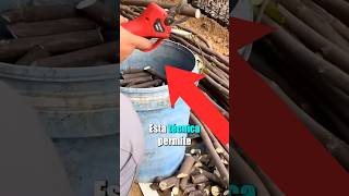 Esta técnica de cultivo de higos le ha reportado millones #agricultura