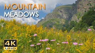 4K Mountain Meadows  Cricket & Grasshopper Sounds  Wild Flowers  Relaxing Nature Video  Ultra HD