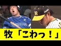 【ヤバイ】阪神、とんでもなく危険な投手が現れるｗｗｗｗ