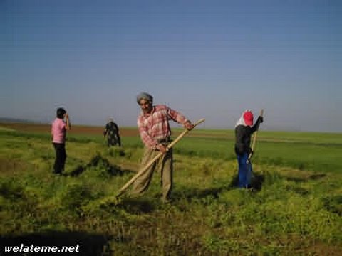 المعاملات الزراعية بعد حصاد المحصول لزيادة انتاجية المحصول القادم