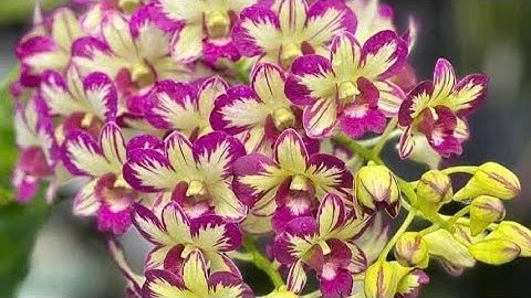 PHUN CANXI CHO HOA LAN KHI NÀO