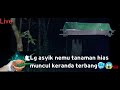 Keranda terbang lewat tengah malam live🔴Cari Tanaman Hias Di Kebon Angker bareng Mr Syam