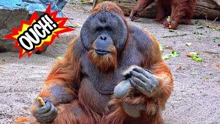 Orangutan Bitten By Otter