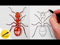 How to draw an ant - learn to draw insects step by step