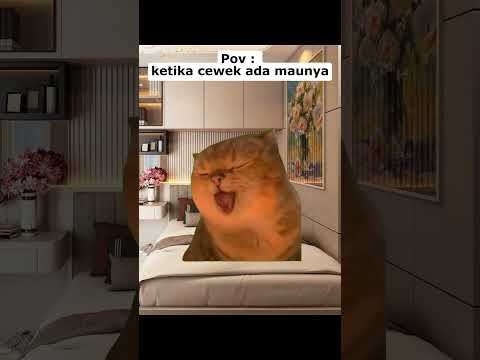 Oh My God Kucingmeme Catmemes 