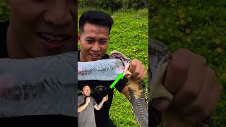 colecteaza venin de cobra #india #profesionist #colectare venin #cobra #serpi #sarpe #nothurt