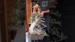 Refining an olive bonsai