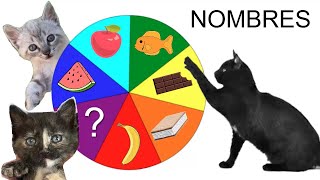 Giramos la ruleta y mis gatos Luna y Estrella eligen nombres para las gatitas / Videos de gatitos