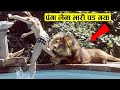 शेर से टकराना भारी पड़ा  | Those Cases Of Animals That Took Revenge