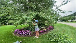 Pruning My River Birch Trees 🌳 in the Island Bed, Moving Candy Corn Spirea to a Sunnier Spot ☀️