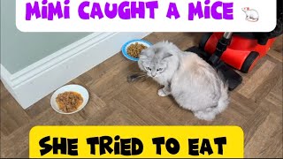 Mimi Caught A Mice She Tried To Eat But I Stopped Her