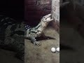 BIAWAK GEMOI Varanussalvator Biawakjumbo Buaya Telur Hewan Hewanpeliharaan Animals