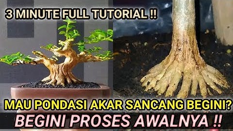 CARA PROGRAM BONSAI SANCANG DARI 0 AGAR BISA IKUT KONTES‼️ By Adeithink Heryandi
