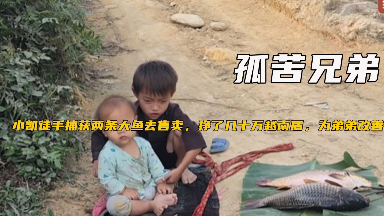 小凱徒手捕獲兩條大魚去售賣，掙了幾十萬越南盾，爲弟弟改善夥食《孤苦兄弟121-125》